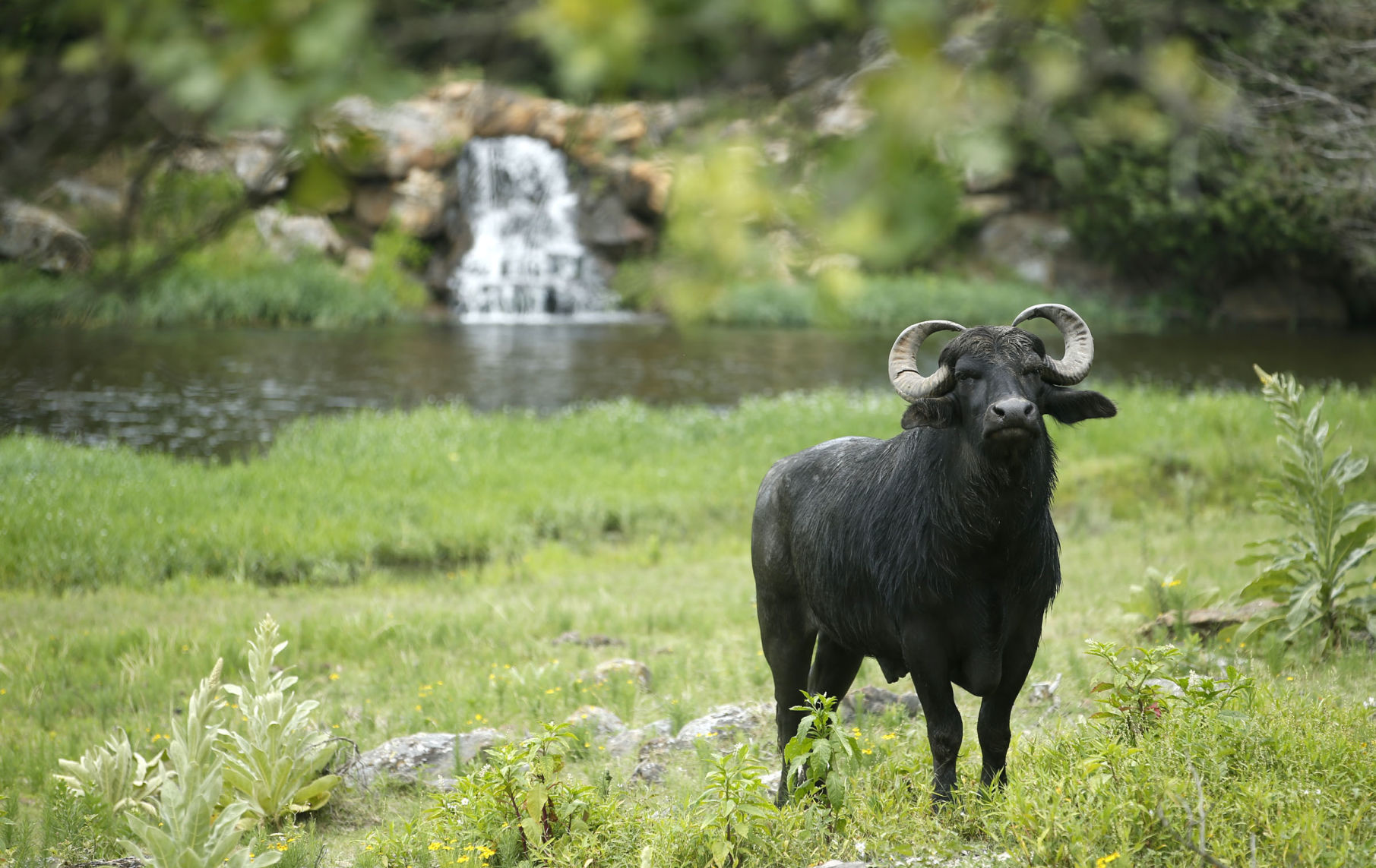Woolaroc